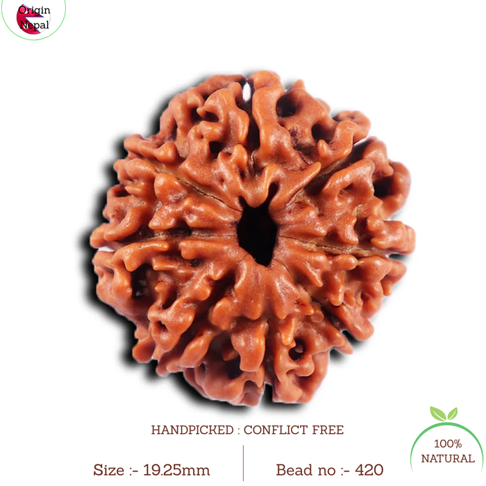 8 Mukhi Nepalese Rudraksha - Bead No. 420