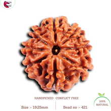 Load image into Gallery viewer, 8 Mukhi Nepalese Rudraksha - Bead No. 421
