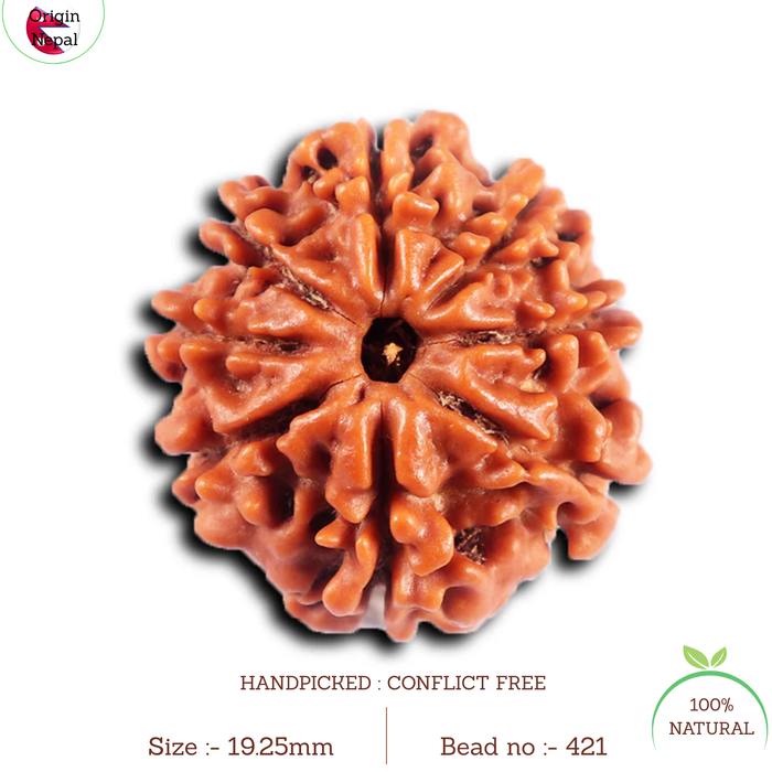 8 Mukhi Nepalese Rudraksha - Bead No. 421
