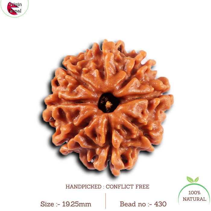 8 Mukhi Nepalese Rudraksha - Bead No. 430