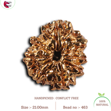 Load image into Gallery viewer, 8 Mukhi Nepalese Rudraksha - Bead No. 463
