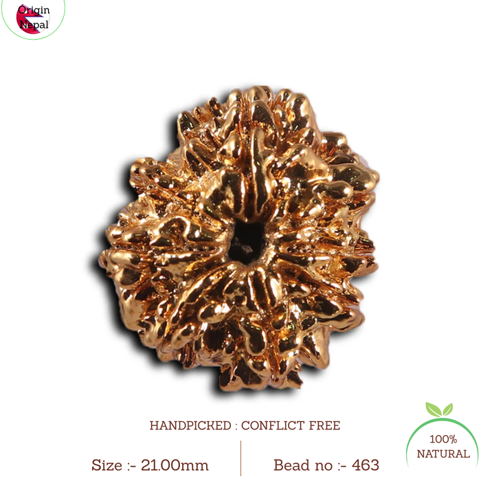 8 Mukhi Nepalese Rudraksha - Bead No. 463
