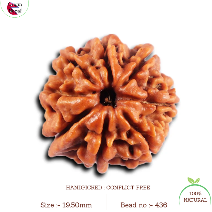 8 Mukhi Nepalese Ganesha  Rudraksha - Bead No.  436