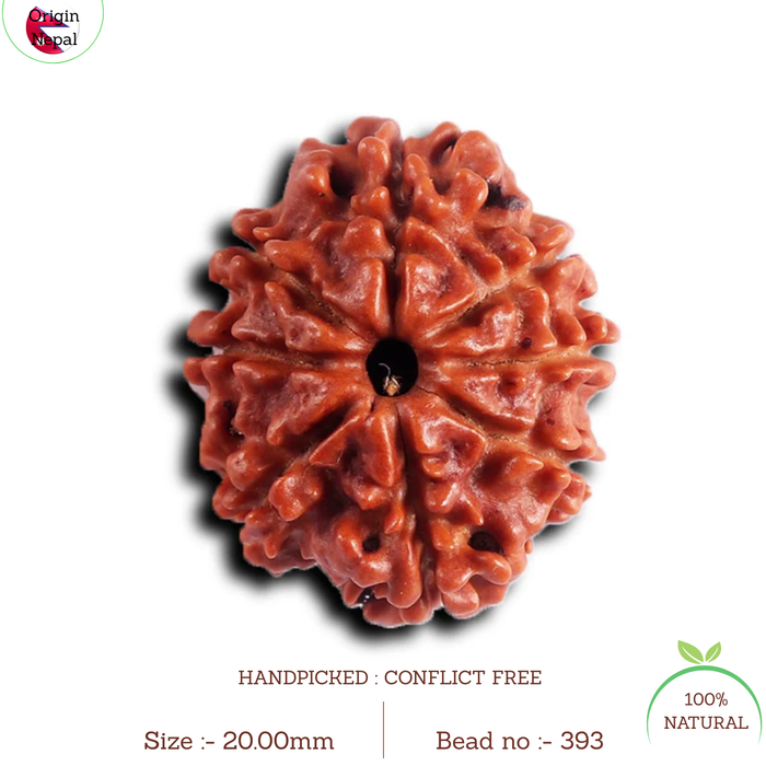 8 Mukhi Nepalese Rudraksha - Bead No. 393