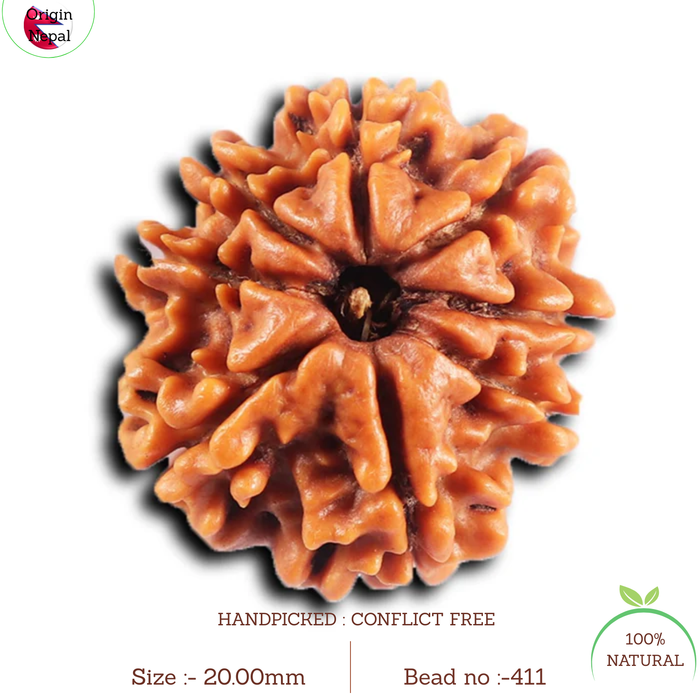 8 Mukhi Nepalese Rudraksha - Bead No.411