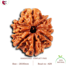 Load image into Gallery viewer, 8 Mukhi Nepalese Rudraksha - Bead No.429
