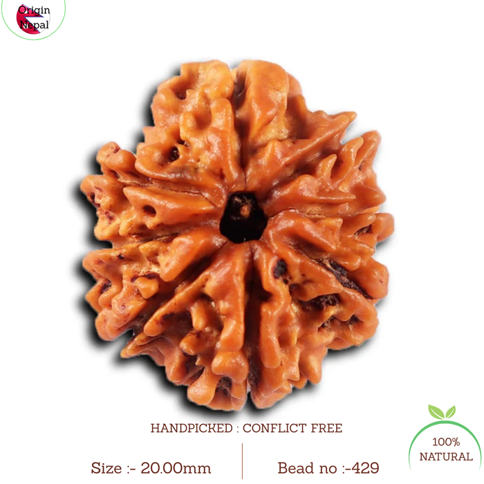 8 Mukhi Nepalese Rudraksha - Bead No.429