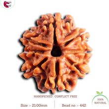 Load image into Gallery viewer, 8 Mukhi Nepalese Rudraksha - Bead No. 442
