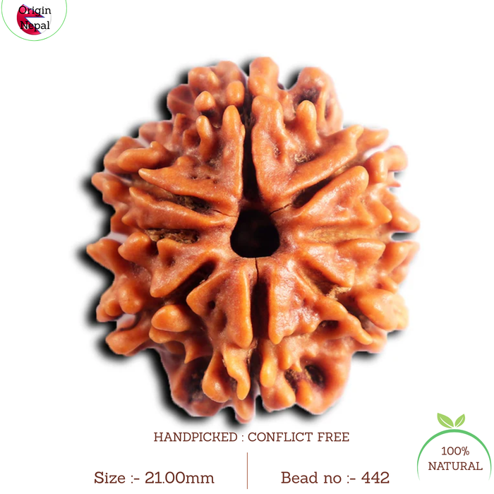 8 Mukhi Nepalese Rudraksha - Bead No. 442