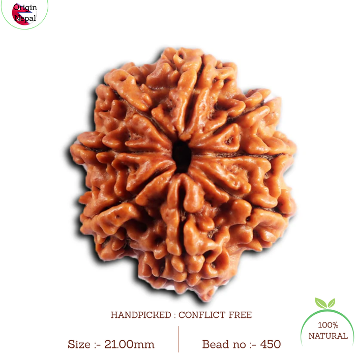 8 Mukhi Nepalese Rudraksha - Bead No. 450