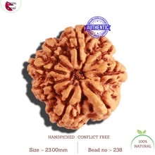 Load image into Gallery viewer, 8 Mukhi Nepalese Rudraksha - Bead No. 238
