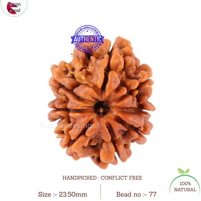 8 Mukhi Nepalese Rudraksha - Bead No. 77
