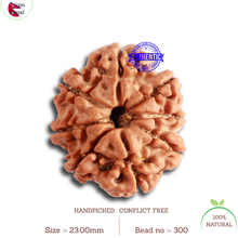 Load image into Gallery viewer, 8 Mukhi Nepalese Rudraksha - Bead No. 300
