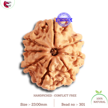 Load image into Gallery viewer, 8 Mukhi Nepalese Rudraksha - Bead No. 301
