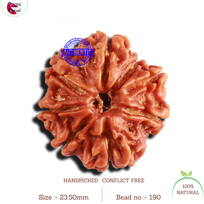 8 Mukhi Nepalese Rudraksha - Bead No. 190