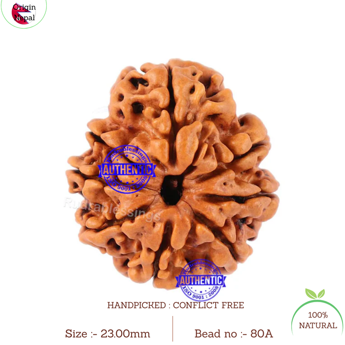 8 Mukhi Nepalese Rudraksha - Bead No. 80A