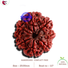 Load image into Gallery viewer, 8 Mukhi Nepalese Rudraksha - Bead No. 117
