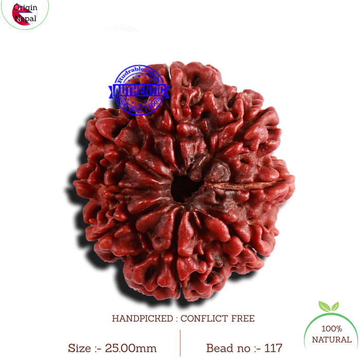 8 Mukhi Nepalese Rudraksha - Bead No. 117
