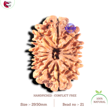 Load image into Gallery viewer, 13 Mukhi Nepalese Rudraksha - Bead No. 21
