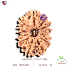 Load image into Gallery viewer, 13 mukhi Nepalese Rudraksha - Bead No. 25
