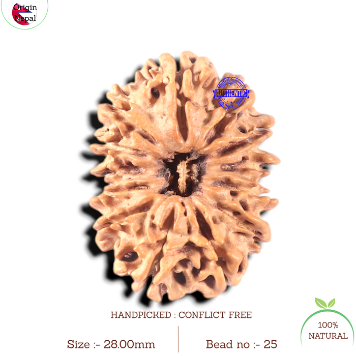 13 mukhi Nepalese Rudraksha - Bead No. 25