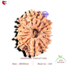Load image into Gallery viewer, 13 Mukhi Nepalese Rudraksha - Bead No. 110
