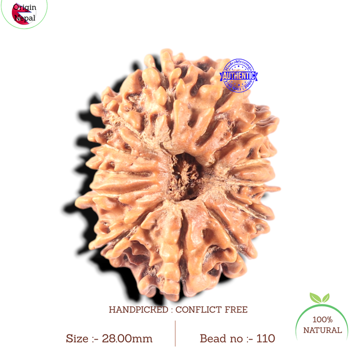 13 Mukhi Nepalese Rudraksha - Bead No. 110