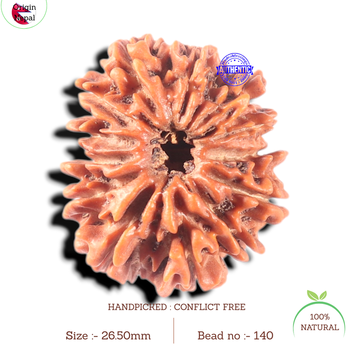 13 Mukhi Nepalese Rudraksha - Bead No. 140