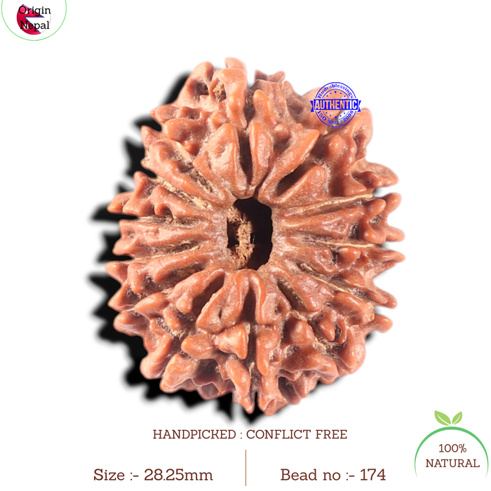 13 Mukhi Nepalese Rudraksha - Bead No. 174