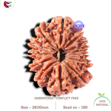 Load image into Gallery viewer, 13 Mukhi Nepalese Rudraksha - Bead No. 189
