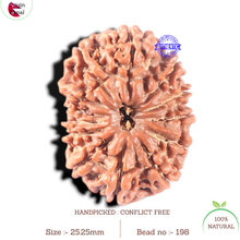 Load image into Gallery viewer, 13 Mukhi Nepalese Rudraksha - Bead No. 198
