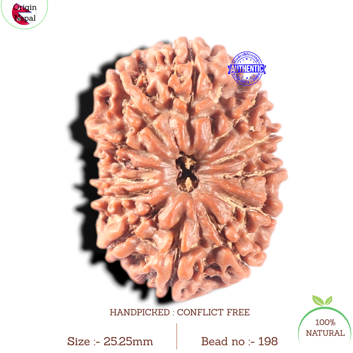 13 Mukhi Nepalese Rudraksha - Bead No. 198