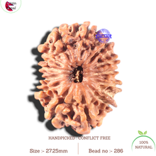 Load image into Gallery viewer, 13 Mukhi Nepalese Rudraksha - Bead No. 286
