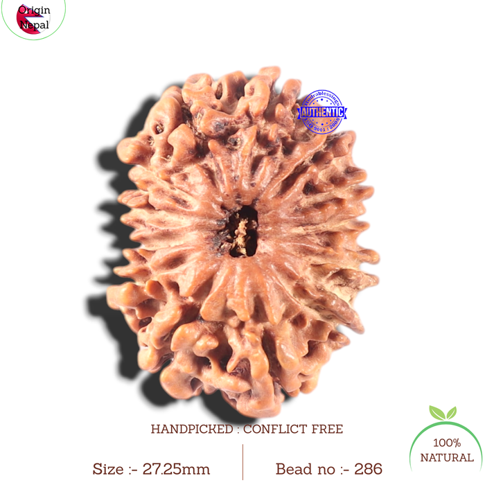 13 Mukhi Nepalese Rudraksha - Bead No. 286