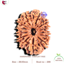 Load image into Gallery viewer, 13 Mukhi Nepalese Rudraksha - Bead No. 288
