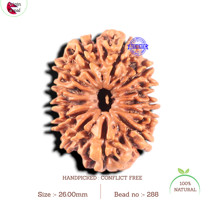 13 Mukhi Nepalese Rudraksha - Bead No. 288