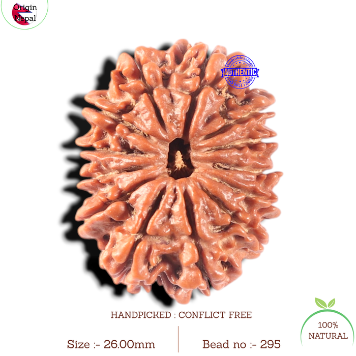 13 Mukhi Nepalese Rudraksha - Bead No. 295