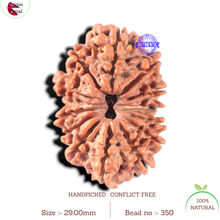Load image into Gallery viewer, 13 Mukhi Nepalese Rudraksha - Bead No. 350
