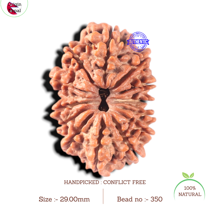 13 Mukhi Nepalese Rudraksha - Bead No. 350