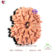 Load image into Gallery viewer, 13 Mukhi Nepalese Rudraksha - Bead No. 352
