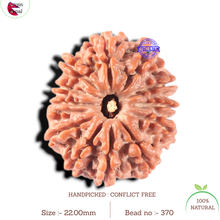 Load image into Gallery viewer, 13 Mukhi Nepalese Rudraksha - Bead No. 370
