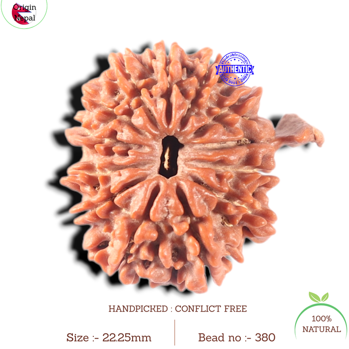 13 Mukhi Nepalese Ganesh Rudraksha - Bead No. 380
