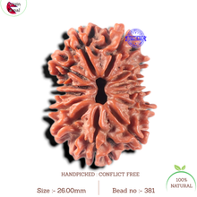 Load image into Gallery viewer, 13 Mukhi Nepalese Rudraksha - Bead No. 381
