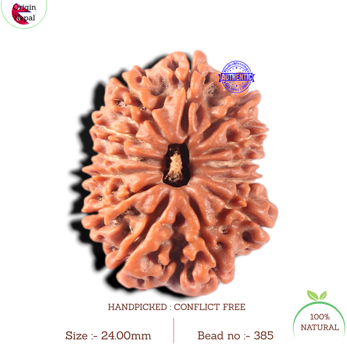 13 Mukhi Nepalese Rudraksha - Bead No. 385
