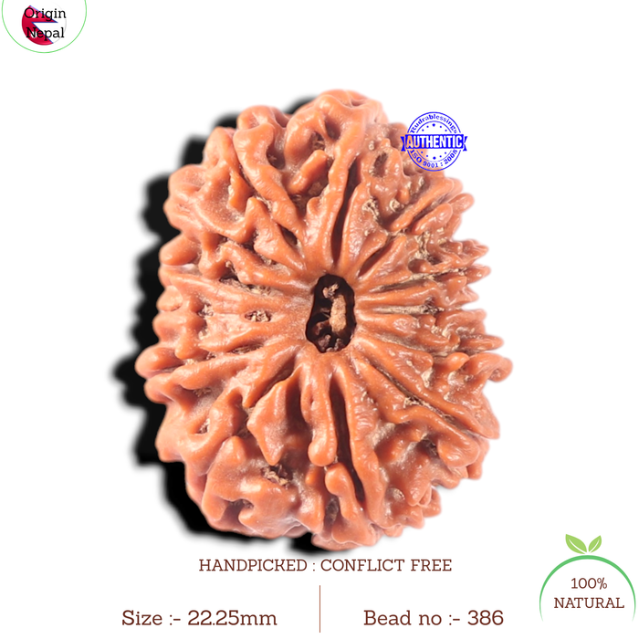 13 Mukhi Nepalese Rudraksha - Bead No. 386