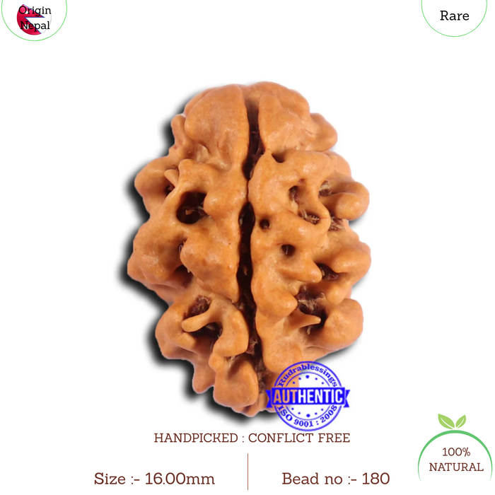 2 Mukhi Rudraksha from Nepal - Bead No. 180