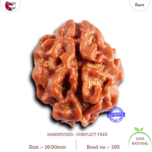 Load image into Gallery viewer, 2 Mukhi Rudraksha from Nepal - Bead No. 195
