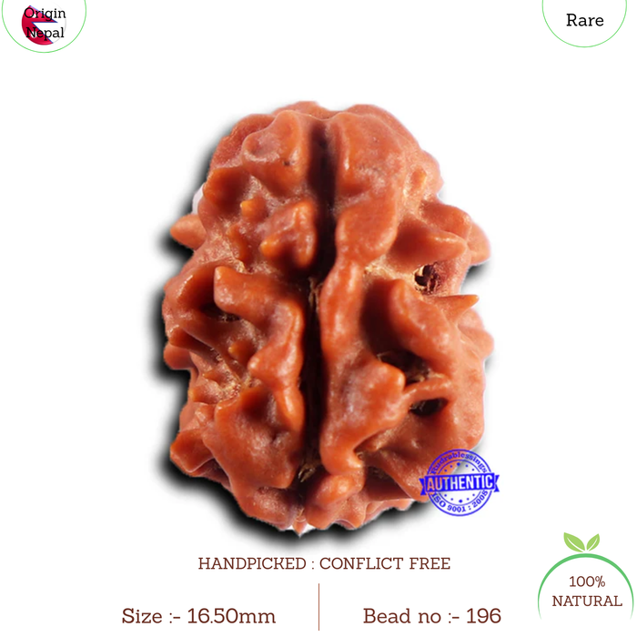 2 Mukhi Rudraksha from Nepal - Bead No. 196