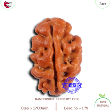 Load image into Gallery viewer, 2 Mukhi Rudraksha from Nepal - Bead No. 179
