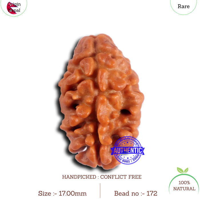 2 Mukhi Rudraksha from Nepal - Bead No. 172